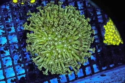 Swamp Goniopora Coral Colony WYSIWYG - SAQ Coral Farm