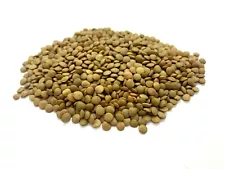 Lentil Brown Organic Mujadara Legume Cereal Small Seed Bean Lentils Palestinian