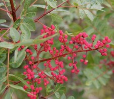 Pistacia terebinthus - Térébinthe | Arbre à térébenthine
