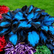 Hosta Seeds for Planting, 300 pcs Rare Perennial Hosta Flower Seeds, Non-GMO Hei