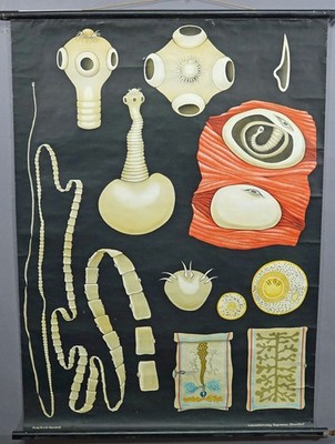 Jung Koch Quentell Vintage Mural Rollable Wallchart Pork Tapeworm Taenia Solium