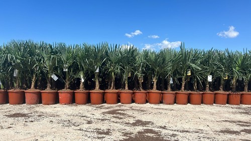Chinesische Hanfpalme - Trachycarpus fortunei - Winterharte Palme - Palmen - Bild 10 von 11