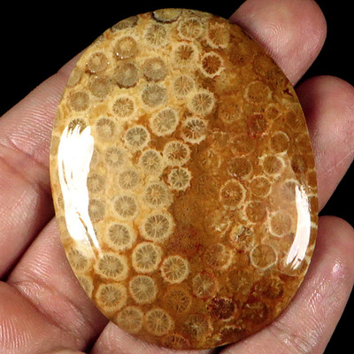 Top Coral Fossil: 146.73 Ct Natural Chrysanthemum Coral Fossil from China