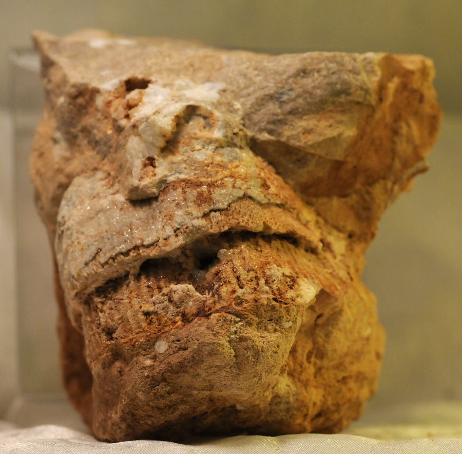 0810 Brachiopod fossil Payson, Arizona eBay