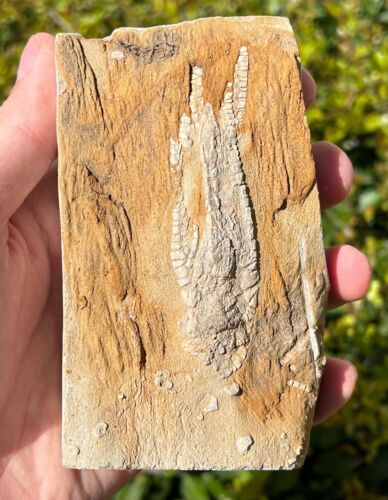Alabama Fossil Crinoid in Matrix Alcimocrinus Bangor Limestone Formation