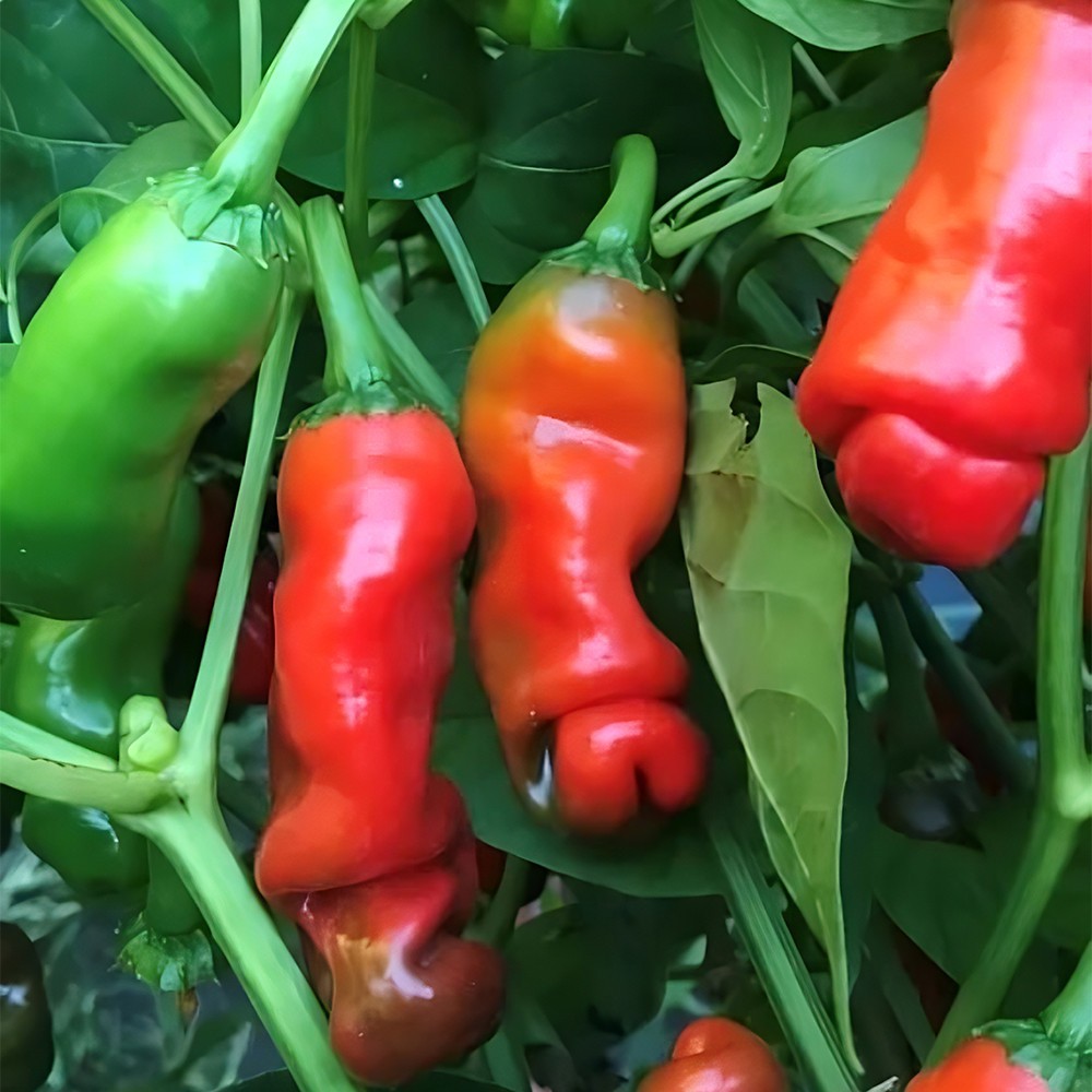 Red Peter Pepper Seeds | Medium Heat | Heirloom / Non-GMO | Free Shipping | 1282