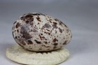Razorbill egg # 4, Atlantic, Iceland, taxidermy, unique, authentic