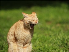 Yawning Meowing Funny Outside Cute Cat Poster Print Paper OR Wall Vinyl