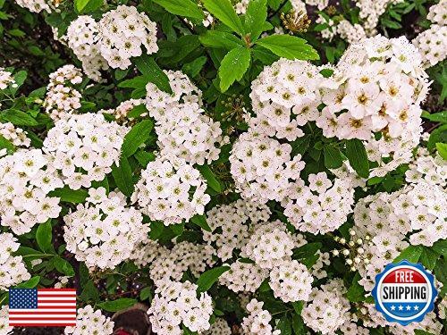 PERFECT PLANTS Bridal Wreath Spirea Live Plant, 1 Gallon, Includes Care Guide - Picture 2 of 5