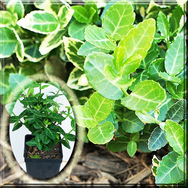 Euonymus Green 2.5 in Pot
