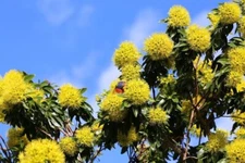 Dwarf Golden Penda Seeds for Planting (30 Seeds) - Xanthostemon chrysanthus