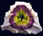 Stenciled Impressions Daylilies 2 fans Return and multiply yearly World's Finest