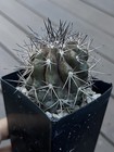 Copiapoa dura hybrid echinoides PURPLE SKIN Not eriosyce ariocarpus — photo 2