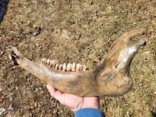 Historic Bison lower jaw bone buffalo not a fossil