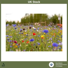 Vibrant UK Wildflower Seed Mix Attracts Bees & Butterflies 100g Bag 249.90 per kilo