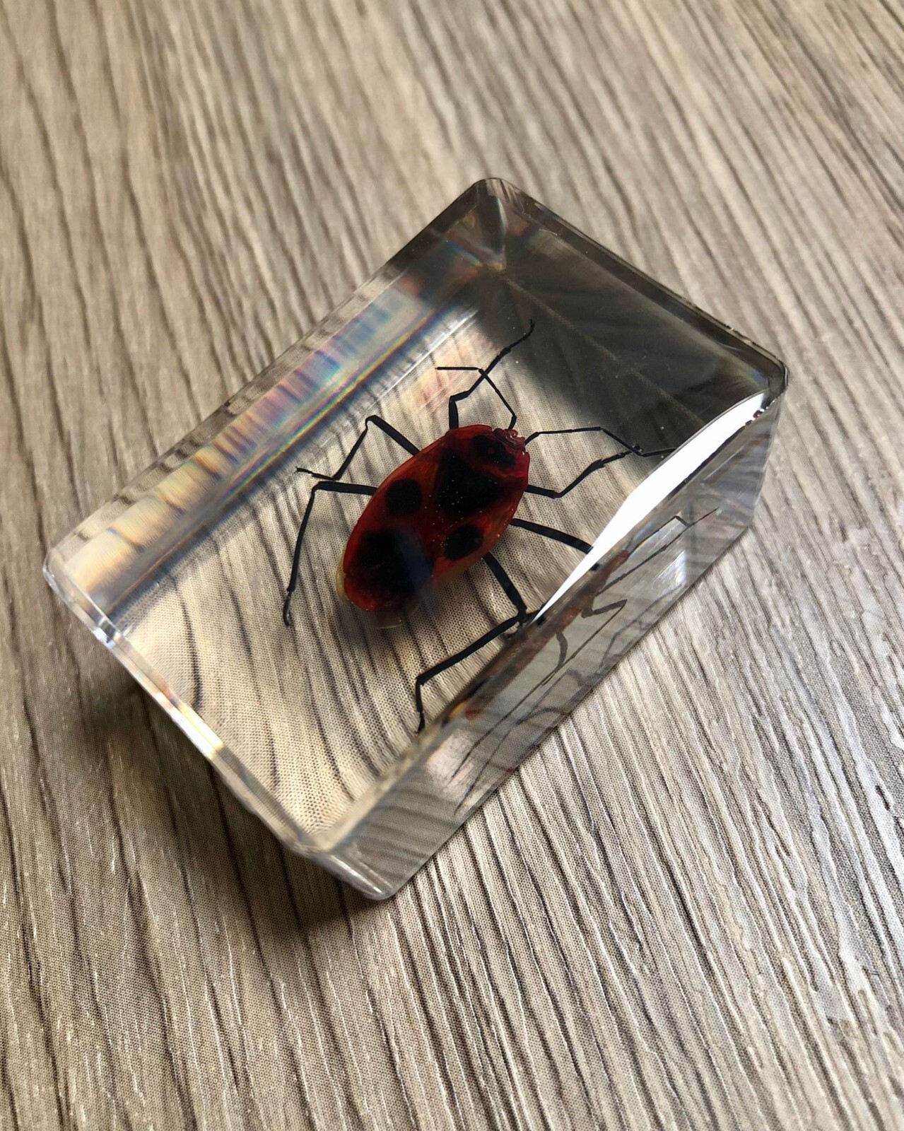 Small Real Bugs / Insects In Clear Acrylic Block Resin Paperweight ...
