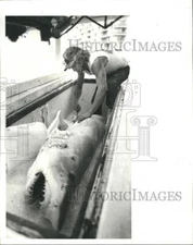 1987 Press Photo Shark fisherman Mark Hanson and his giant catch. - RSH72535