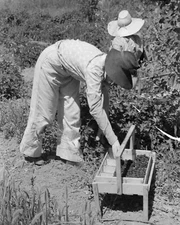 Cache,Utah Young town girl picking berries 1940 Vintage Old Photo 8.5x11 Reprint
