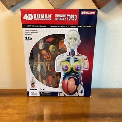 Fame Master 4D Human Anatomy Transparent Pregnancy Torso 1:6 Scale 8in Brand New