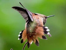 Digital Image Picture Photo Wallpaper Background AI Art Hummingbird