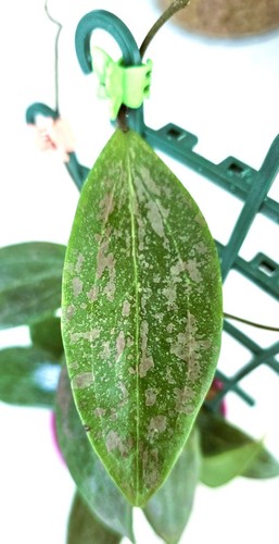 Hoya Wibergiae - Newly Rooted - Splashy ! Splash turns PINK!! #P - Picture 4 of 7
