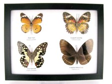 4 farfalle vere, imbottite, bellissime in vetrina  pezzo unico  murale  a_4q_05
