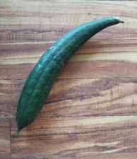 25 Loofah Seeds, organically grown and recently harvested 