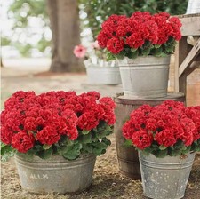 1-3 Pcs Artificial Geraniums Silk Flowers Outdoor Artificial Geranium Bush Red