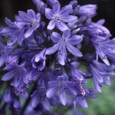 Agapanthus africanus plug plants blue flowers garden hardy perennial, pack of 3
