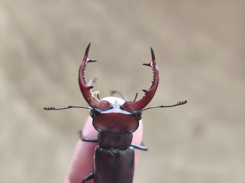 Lucanidae Lucanus (s. str.) elaphus USA (Maryland) macho 48 mm - Imagen 8 de 10