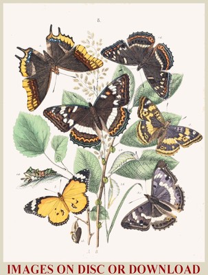Uniquely Restored//Enhanced Printmaking Images ANTIQUE ANIMAL PRINTS