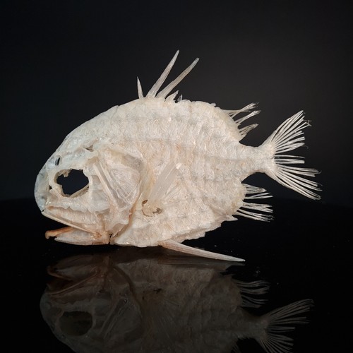 Real Pinecone Fish skeleton, fish taxidermy, Monocentridae, Pineapplefish - Picture 5 of 6