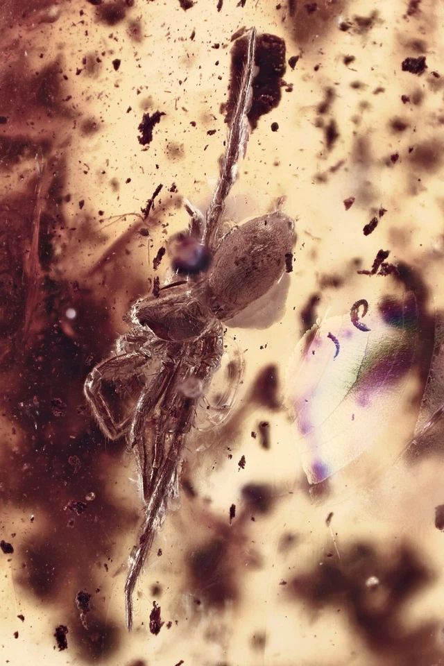 完好巨大蜘蛛化石波罗的海琥珀麂皮绒皮革吊坠 14.5 克 50225-2 — 第 2/4 张图片