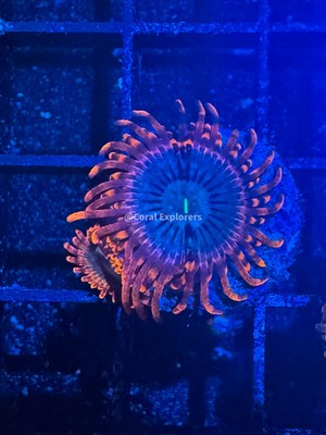 CE- WYSIWYG Utter Peace  Zoa Zoanthid - Live Coral Frag LPS SPS #RZA3