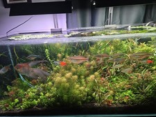 Small Aquatic Plant Pack For Beginners