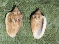 Special Collection Sale BL RFM 80886 Marginella Glabella adansoni Kiener 1834 20