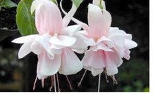 1   X  FUCHSIA DOUBLE PLUG PLANTS  CHOICE OF VARIETIES    FREE POSTAGE