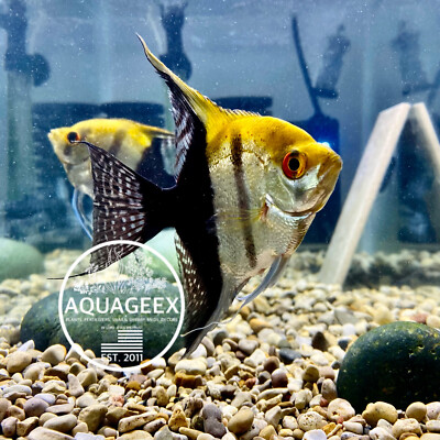 river rocks for betta