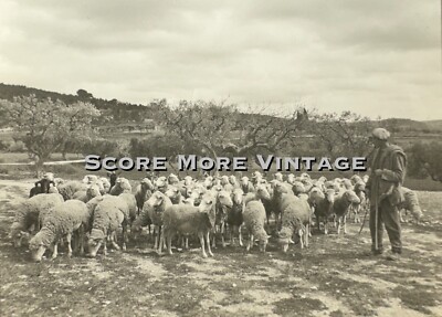 Glass Positive - 1927 Marseille France Sheep Herder with Flock 3'' x 4''