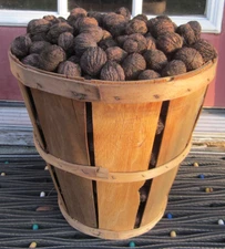 10 lbs. black walnuts nuts in the shell, homegrown in Pennsylvania