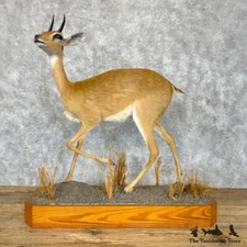 #29350 P | Central Oribi Life-Size Taxidermy Mount For Sale