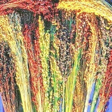 100+BROOM CORN Seeds Heirloom Sorghum Vegetable Grain Multi Color Crafts Easy