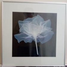 White Flower Print On Board Glazed Wall Art Print Framed Picture Home Decor