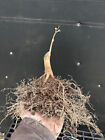 Trident Maple Bonsai