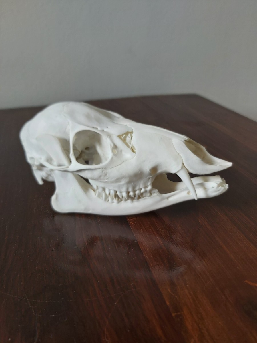 Chinese Water Deer Buck Skull Taxidermy Gothic | eBay