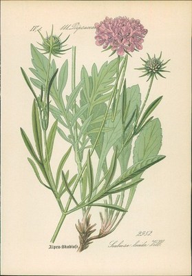Chromolithographie : Alpen-Taubenkopf. Glanz-Skabiose. Scabiosa lucida Vill. Dip