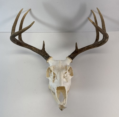 #ad Whitetail Deer European Mount Skull Antlers Taxidermy Cabin Lodge Decor $119.99
