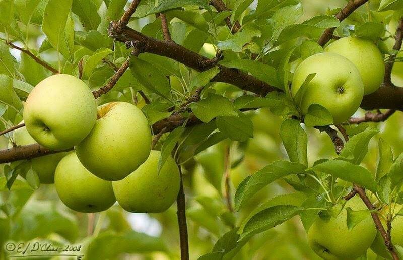 BUNDLE 1 RED & 1 YELLOW DELICIOUS Apple Tree *Live Plant * 1830" Tall