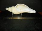 HEMIFUSUS COLOSSEUS ( COLASSAL FALSE FUSUS ) — photo 2