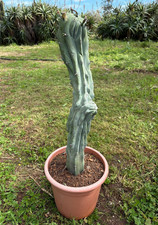 MYRTILLOCACTUS  GEOMETRIZANS F. CRESTATO - CACTUS -  H 53 CM
